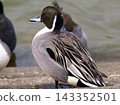The back of a Northern Pintail 143352501