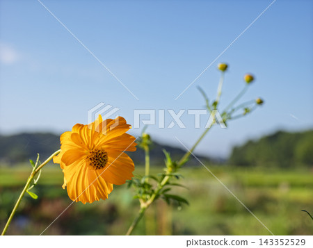 A single yellow cosmos flower blooming in the clear blue autumn sky. A single yellow cosmos flower blooming in the clear blue autumn sky. 143352529