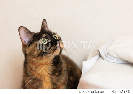 Sabi cat Sabi cat 143352578
