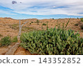 Expansive Landscape of Rocky Arid Valleys and Desert Canyons with a Lone Palm Tree 143352852