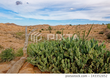 Expansive Landscape of Rocky Arid Valleys and Desert Canyons with a Lone Palm Tree Expansive Landscape of Rocky Arid Valleys and Desert Canyons with a Lone Palm Tree 143352852