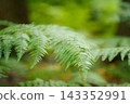 Macro shot of green fern leaves in a dense forest 143352991