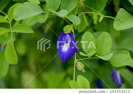 Butterfly pea Butterfly pea 143353513