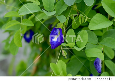 蝴蝶豌豆 蝴蝶豌豆 143353518