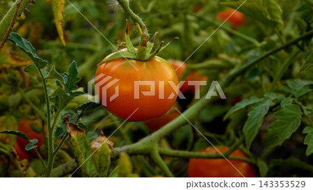 Ripe red tomato on the bush. Growing and harvesting tomatoes. Ripe red tomato on the bush. Growing and harvesting tomatoes. 143353529