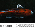 Red koi fish swimming in dark pond water with reflections on the surface, calm and minimal scene 143353553