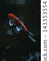 Red koi fish swimming in dark pond water with reflections on the surface, calm and minimal scene 143353554