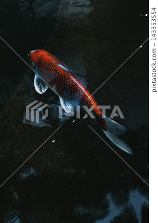 Red koi fish swimming in dark pond water with reflections on the surface, calm and minimal scene 143353554
