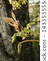 Close up of young leaves from a tree bud in spring, illuminated by warm sunlight a green background 143353555