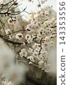 Close up of blossoming cherry branches with white flowers in daylight with a blurred background 143353556