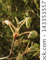 Close up of blossoming cherry branches with white flowers in daylight with a blurred background 143353557