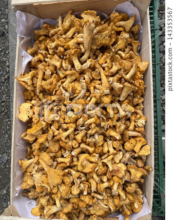 Chanterelle mushrooms in a bag. Picking mushrooms, mushrooms in the diet Chanterelle mushrooms in a bag. Picking mushrooms, mushrooms in the diet 143353567