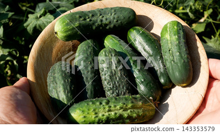 Freshly Picked Green Cucumbers in a Wooden Bowl in the Garden Freshly Picked Green Cucumbers in a Wooden Bowl in the Garden 143353579