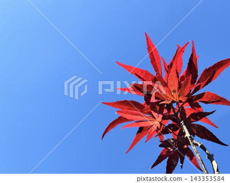 Clear skies and bright red autumn leaves Clear skies and bright red autumn leaves 143353584