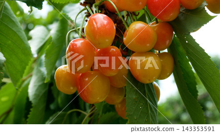 Close-up of ripe cherries on a tree Close-up of ripe cherries on a tree 143353591