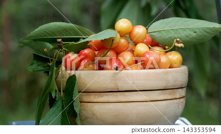 Harvested pink-yellow cherries in a wooden plate in a garden. Harvested pink-yellow cherries in a wooden plate in a garden. 143353594
