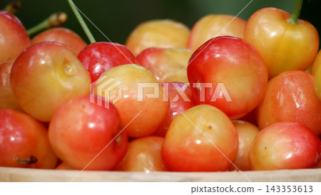 Close-up of ripe pink and yellow cherries in a bowl during harvest season. Close-up of ripe pink and yellow cherries in a bowl during harvest season. 143353613
