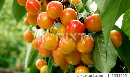 Ripe juicy berries of yellow-red cherries on a branch. Ripe juicy berries of yellow-red cherries on a branch. 143353615