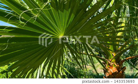 Large green palm leaf in a Mediterranean seaside city. Large green palm leaf in a Mediterranean seaside city. 143353693