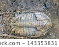 Closeup trilobite fossil embedded in rock. Natural bacground. 143353831