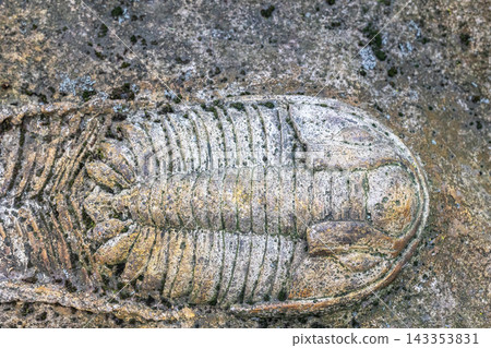 Closeup trilobite fossil embedded in rock. Natural bacground. 143353831