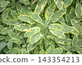 Fresh Variegated Sage Leaves Golden Salvia Officinalis Icterina Herbal Texture 143354213