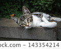 Cute Tabby and White Kitten Lying on Stone Step Outdoors Looking at Camera 143354214