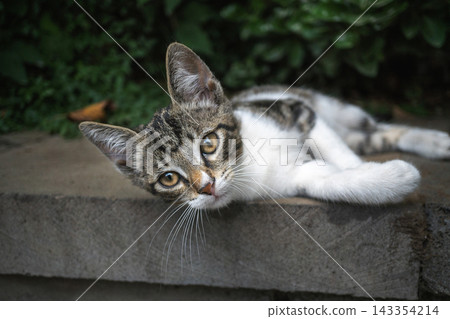 Cute Tabby and White Kitten Lying on Stone Step Outdoors Looking at Camera Cute Tabby and White Kitten Lying on Stone Step Outdoors Looking at Camera 143354214