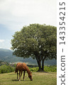Beautiful Brown Horse Grazing Under Big Green Tree in Mountain Landscape Valley 143354215