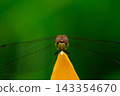 A macro shot of a dragonfly perched on the petals of a daylily. 143354670