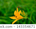 A red dragonfly perches on a daylily flower after the rain. 143354671