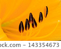 A macro shot of the beautiful stamens of the Nikko daylily. 143354673