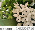 一束清新怡人的白色布瓦迪亞花和綠葉花束。 143354719