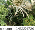 刺芹和新鮮綠花的搭配 143354720
