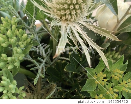 刺芹和新鮮綠花的搭配 刺芹和新鮮綠花的搭配 143354720
