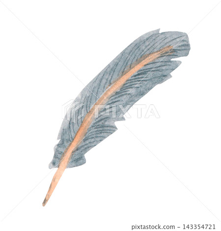Bird feather realistic illustration . Hand drawn watercolor images. Flight, tail, down, contour, semiplume feathers. White background Bird feather realistic illustration . Hand drawn watercolor images. Flight, tail, down, contour, semiplume feathers. White background 143354721