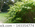 Japanese knotweed bush in a park outdoor landscape 143354774