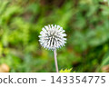 Globe thistle flower head in a natural garden environment 143354775