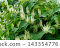 Japanese knotweed blooming flowers and green leaves in nature 143354776