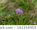 Purple thistle wildflower blooming in a natural green meadow 143354959