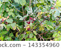 Wild rose bush with red berries and green leaves in nature 143354960