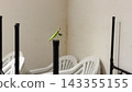 螳螂 143355155