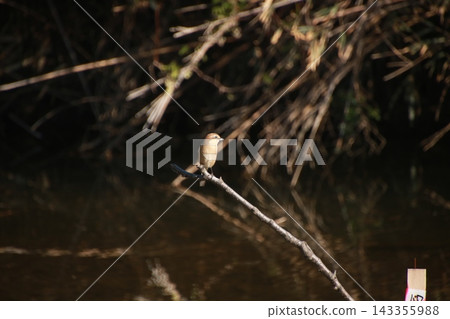 野生鳥類：牛頭伯勞（7） 143355988