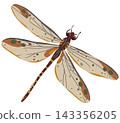 Detailed vector illustration of a dragonfly with earthy, boho-style wings. Isolated flat design perfect for nature designs, logos, and entomology projects 143356205
