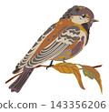 vector illustration of a colorful bird perched on an autumn branch with leaves. Perfect for nature designs, fall cards, and wildlife projects 143356206