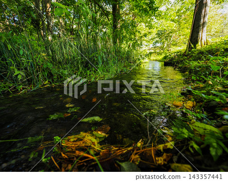 Brook flowing through the forest 143357441
