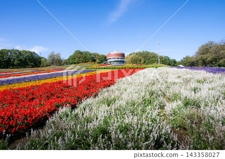 網走市:花天戶盛開的花田。 網走市:花天戶盛開的花田。 143358027