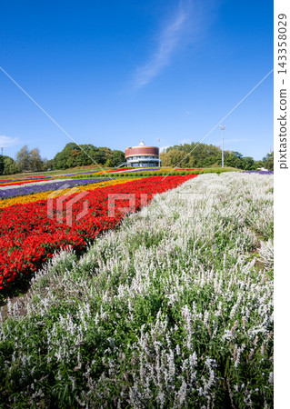 網走市:花天戶盛開的花田。 網走市:花天戶盛開的花田。 143358029