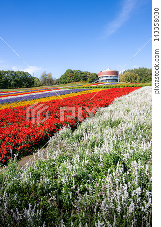 網走市:花天戶盛開的花田。 網走市:花天戶盛開的花田。 143358030