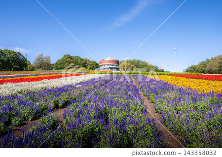 網走市:花天戶盛開的花田。 網走市:花天戶盛開的花田。 143358032